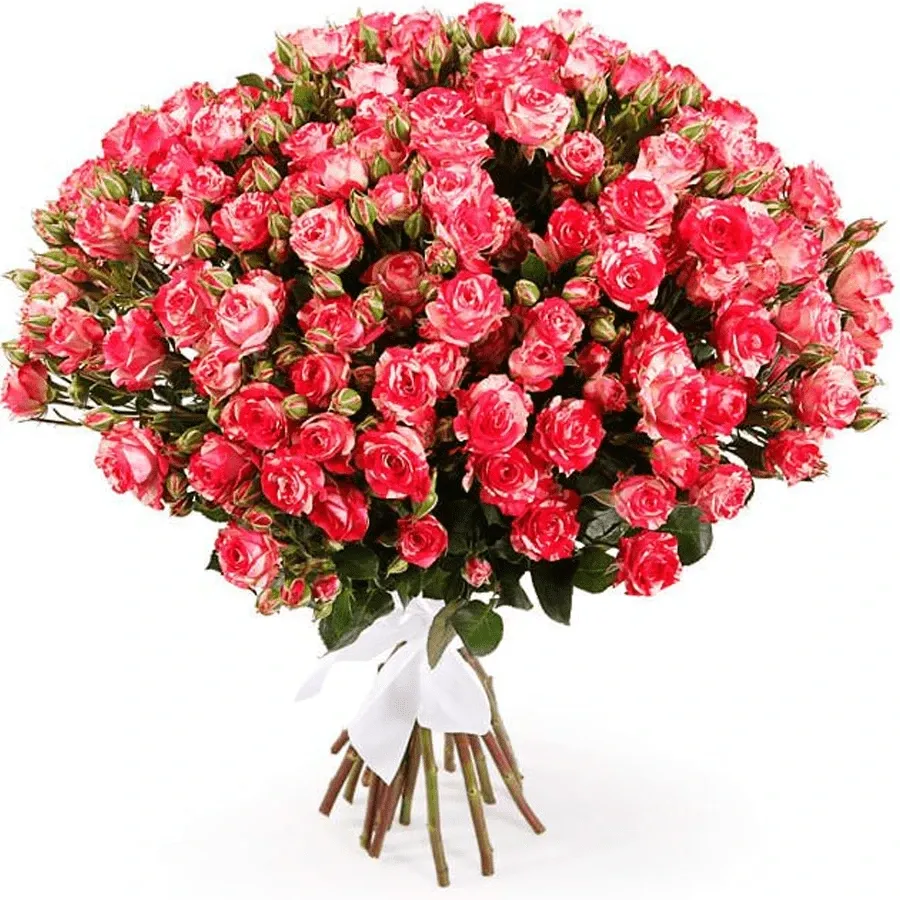 Розы Кустовые красно-белые